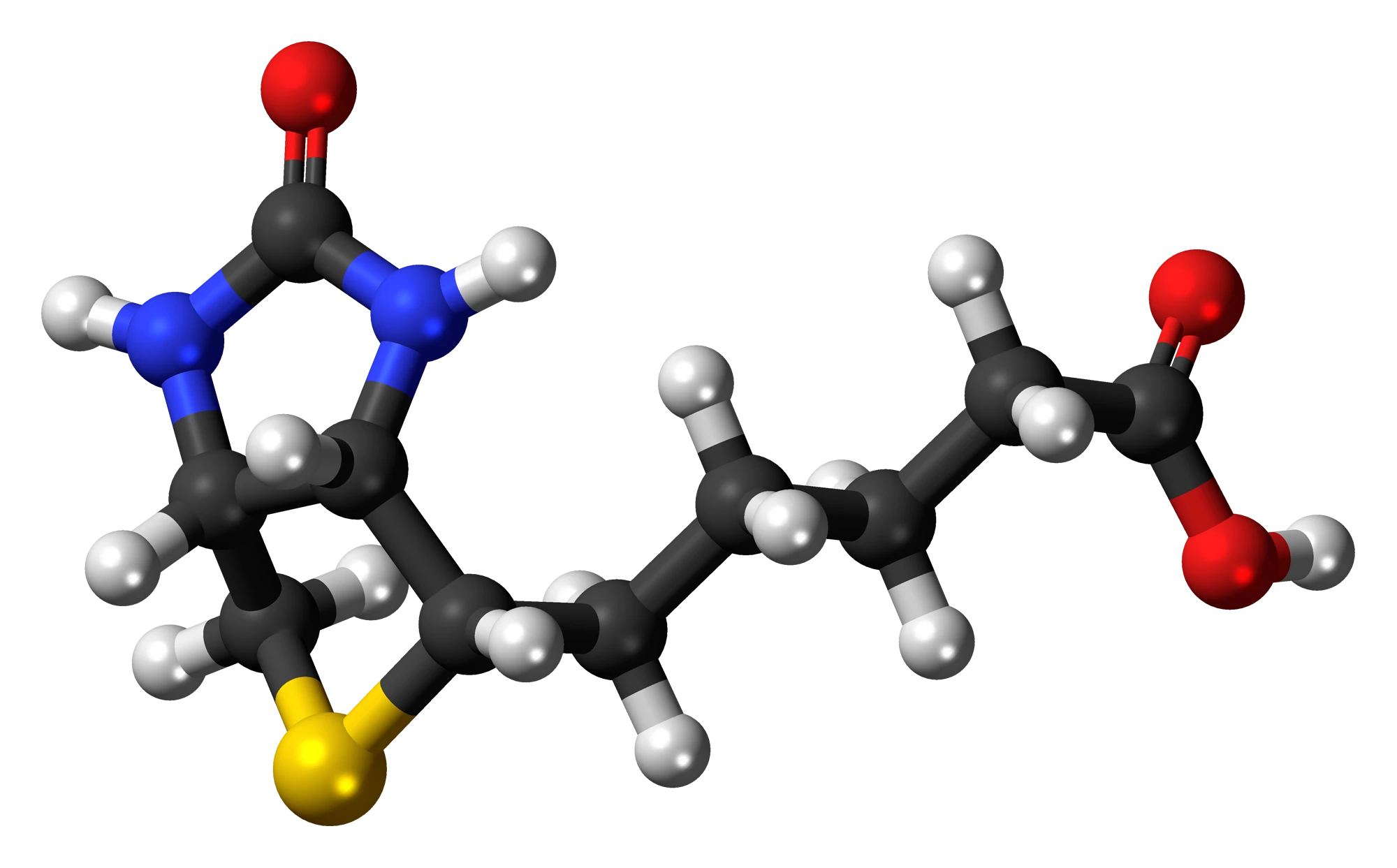 Biotin molecular structure